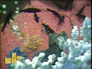 fishies
